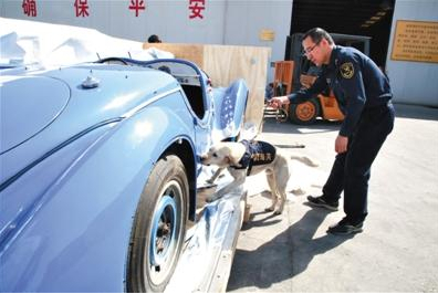 图为缉毒犬正在查验一辆1937年生产的标致老爷车